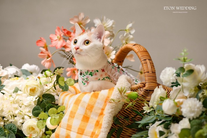 寵物寫真,寵物攝影,寵物照,毛孩照,紀念照